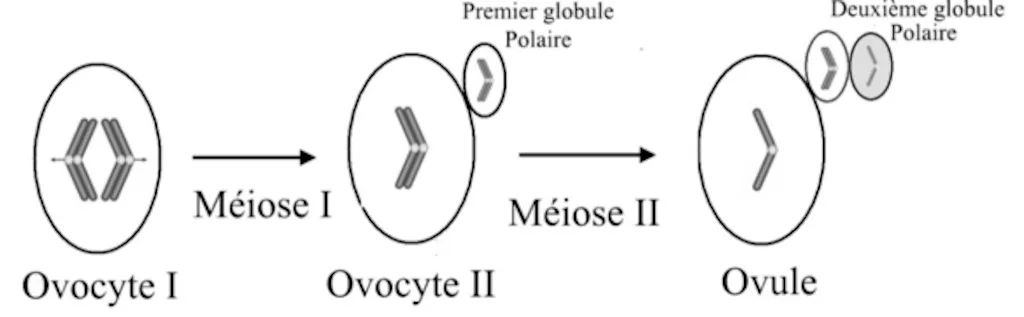 Ovocytes