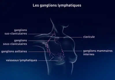 Anatomie sein, glande mammaire