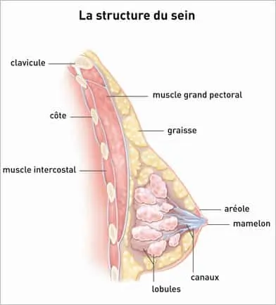 anatomie sein