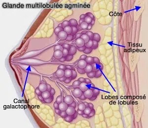 glande mammaire